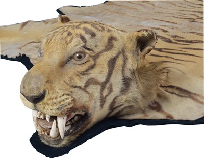 Lot 237 - Taxidermy: A Bengal Tiger Skin (Panthera...
