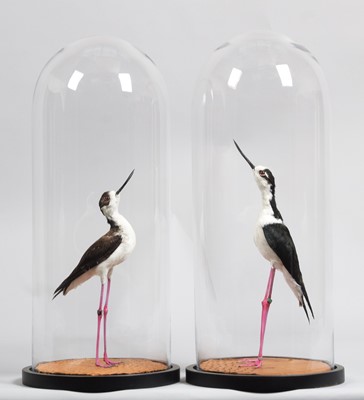 Lot 288 - Taxidermy: A Pair of Black-winged Stilts under...