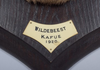 Lot 39 - Taxidermy: Eastern White-bearded Wildebeest...