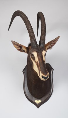 Lot Taxidermy: Southern Sable Antelope...