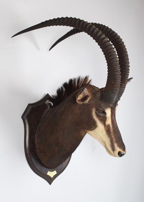 Lot 40 - Taxidermy: Southern Sable Antelope...