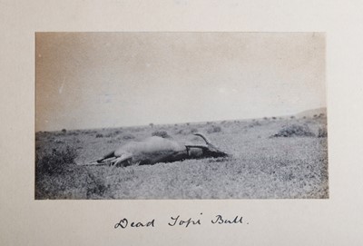 Lot 6 - Taxidermy: Serengeti Topi (Damaliscus jimela),...