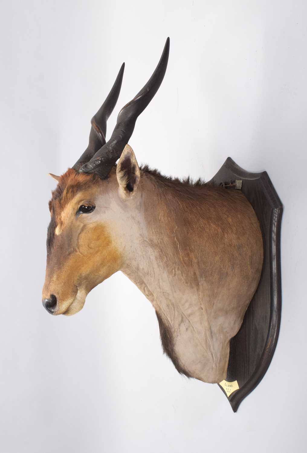 Lot 10 - Taxidermy: East African Eland (Taurotragus...