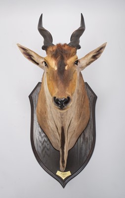 Lot 10 - Taxidermy: East African Eland (Taurotragus...