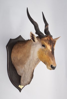 Lot 10 - Taxidermy: East African Eland (Taurotragus...