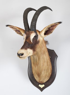 Lot Taxidermy: Roan Antelope (Hippotragus equinus),...