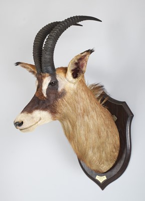 Lot 42 - Taxidermy: Roan Antelope (Hippotragus equinus),...