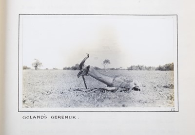 Lot 26 - Taxidermy: Southern Gerenuk (Litocranius...