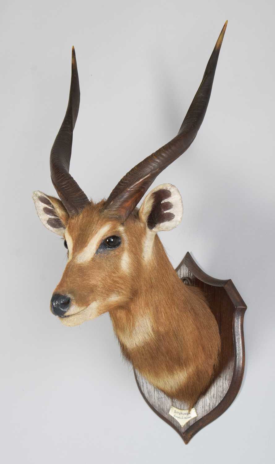 Lot 52 - Taxidermy: Sitatunga (Tragelaphus spekii),...