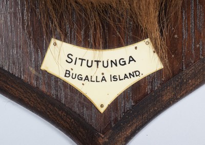 Lot 52 - Taxidermy: Sitatunga (Tragelaphus spekii),...