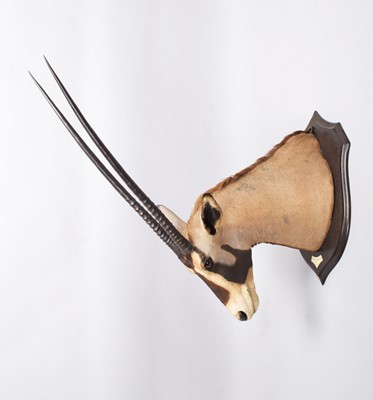 Lot 27 - Taxidermy: Beisa Oryx (Oryx beisa), dated 1912,...