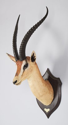 Lot 11 - Taxidermy: Southern Grant's Gazelle (Nanger...