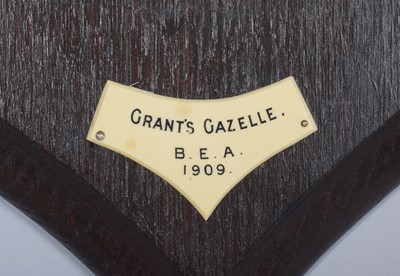 Lot 11 - Taxidermy: Southern Grant's Gazelle (Nanger...