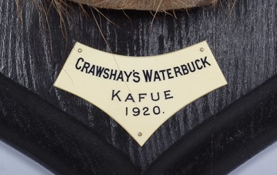 Lot 43 - Taxidermy: Crayshaws or Common Waterbuck...