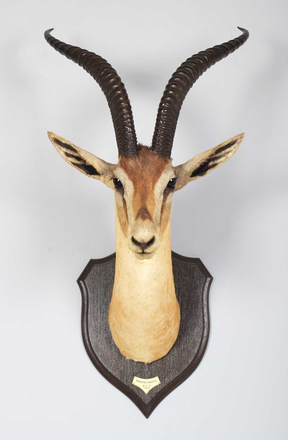 Lot 9 - Taxidermy: Robert's Gazelle (Nanger granti...