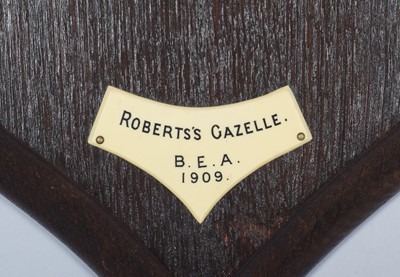 Lot 9 - Taxidermy: Robert's Gazelle (Nanger granti...