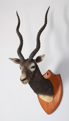 Lot Taxidermy: Indian Blackbuck (Antilope...