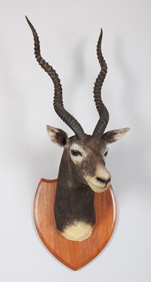Lot 61 - Taxidermy: Indian Blackbuck (Antilope...