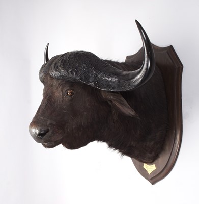 Lot 28 - Taxidermy: Cape Buffalo (Syncerus caffer),...