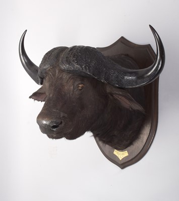 Lot 28 - Taxidermy: Cape Buffalo (Syncerus caffer),...