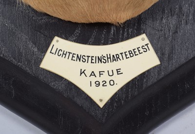 Lot 44 - Taxidermy: Lichtenstein’s Hartebeest...