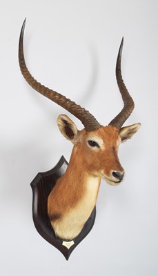 Lot Taxidermy: Red Lechwe (Kobus leche), dated...