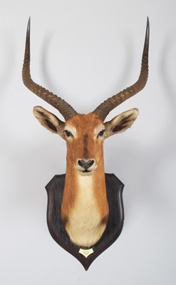 Lot 45 - Taxidermy: Red Lechwe (Kobus leche), dated...