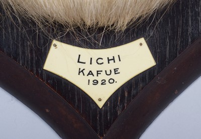 Lot 45 - Taxidermy: Red Lechwe (Kobus leche), dated...