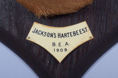 Lot 12 - Taxidermy: Jackson's or Lelwel Hartebeest...