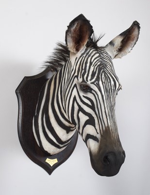 Lot Taxidermy: A Rare Grevy's Zebra (Equus grevyi),...