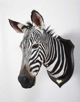 Lot 29 - Taxidermy: A Rare Grevy's Zebra (Equus grevyi),...