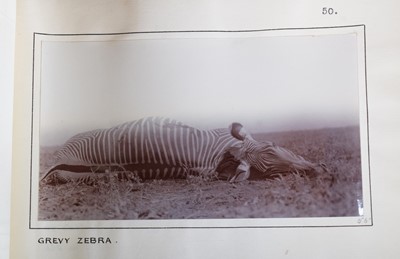 Lot 29 - Taxidermy: A Rare Grevy's Zebra (Equus grevyi),...