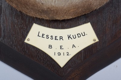 Lot 30 - Taxidermy: Lesser Kudu (Tragelaphus imberbis),...