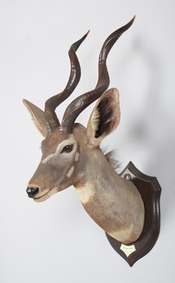 Lot 30 - Taxidermy: Lesser Kudu (Tragelaphus imberbis),...