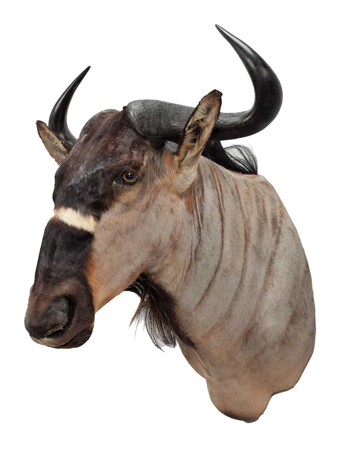 Lot Taxidermy: Brindled Gnu (Connochaetes...