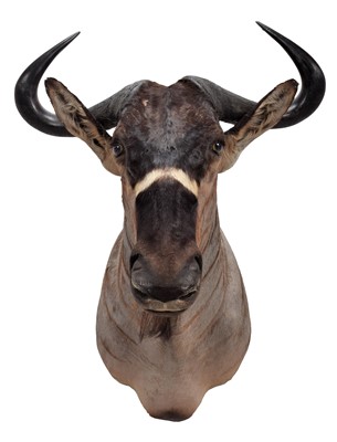 Lot Taxidermy: Brindled Gnu (Connochaetes...