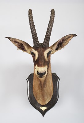 Lot 14 - Taxidermy: Roan Antelope (Hippotragus equinus...