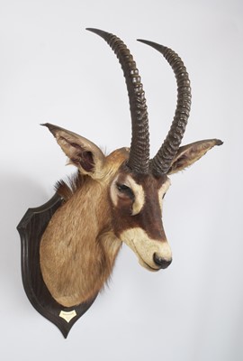 Lot Taxidermy: Roan Antelope (Hippotragus equinus...