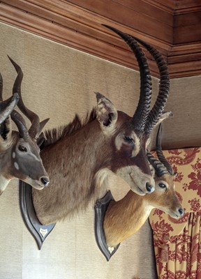 Lot 14 - Taxidermy: Roan Antelope (Hippotragus equinus...