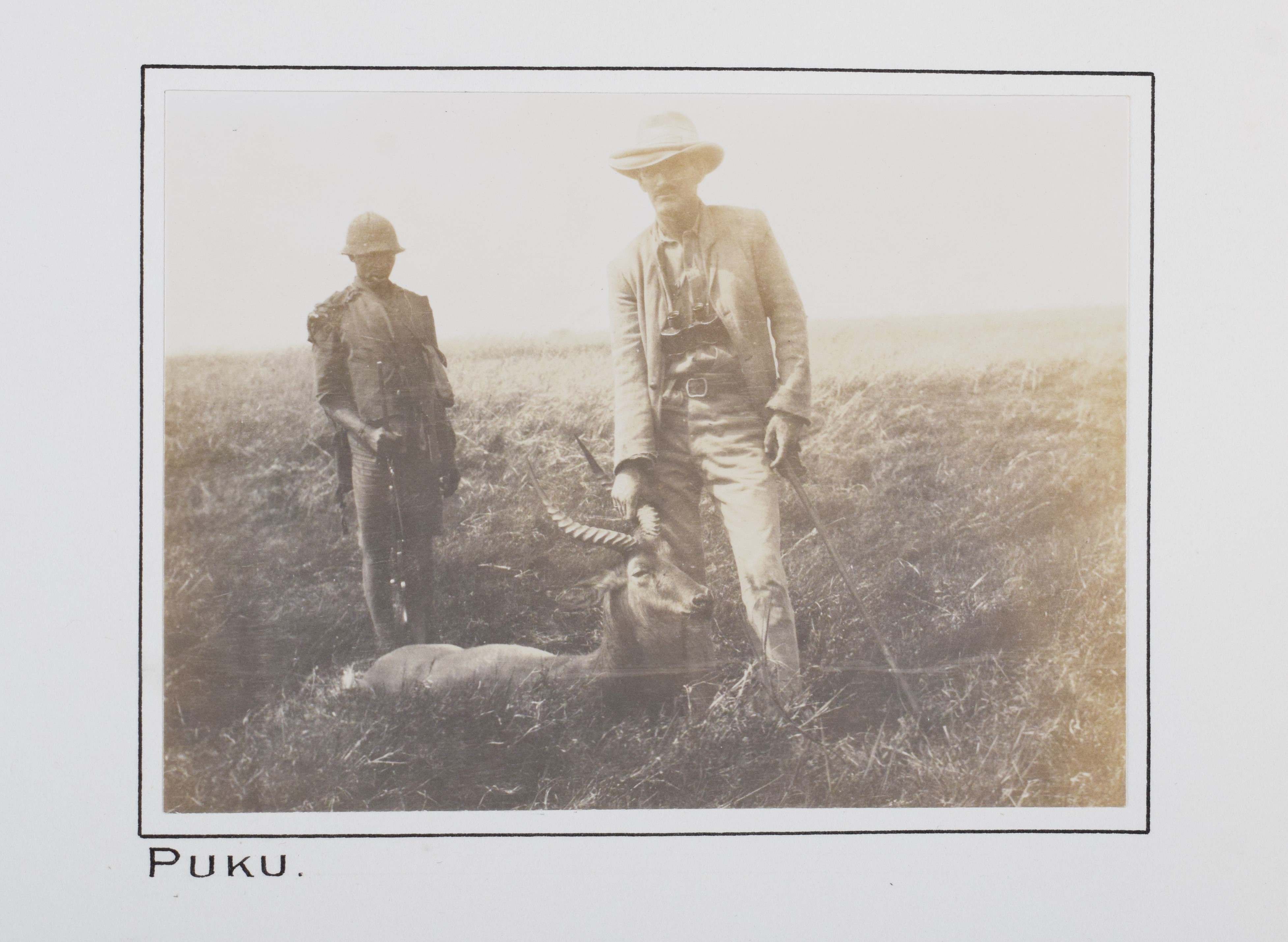 Taxidermy Southern Puku (Kobus vardonii vardonii),