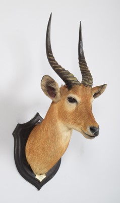 Lot 47 - Taxidermy: Southern Puku (Kobus vardonii...