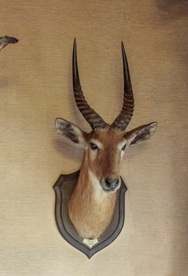 Lot 47 - Taxidermy: Southern Puku (Kobus vardonii...