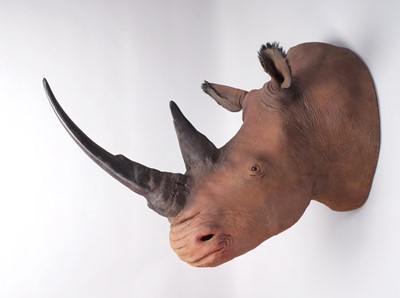 Lot 56 - Taxidermy: A Superb Recreation of a Northern...
