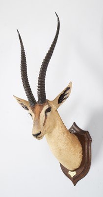 Lot 31 - Taxidermy: Southern Grant's Gazelle (Nanger...