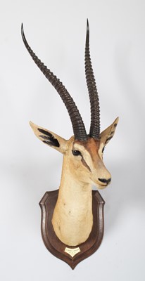 Lot Taxidermy: Southern Grant's Gazelle (Nanger...