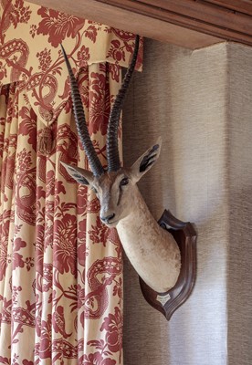 Lot 31 - Taxidermy: Southern Grant's Gazelle (Nanger...