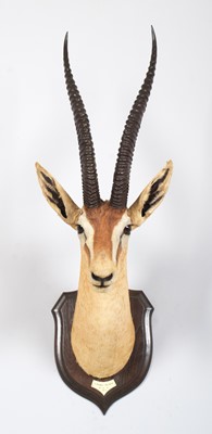 Lot 32 - Taxidermy: Northern Grant's Gazelle (Nanger...