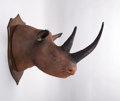 Lot Taxidermy: A Superb Recreation of a Black...