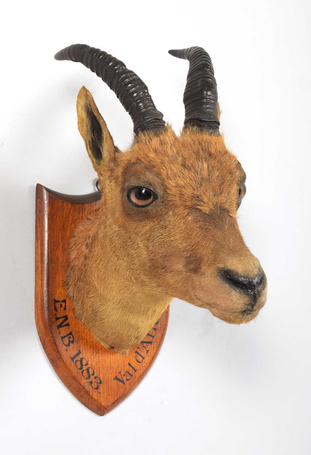 Lot 1 - Taxidermy: A Juvenile Alpine Ibex (Capra ibex),...