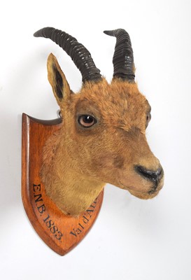 Lot Taxidermy: A Juvenile Alpine Ibex (Capra ibex),...